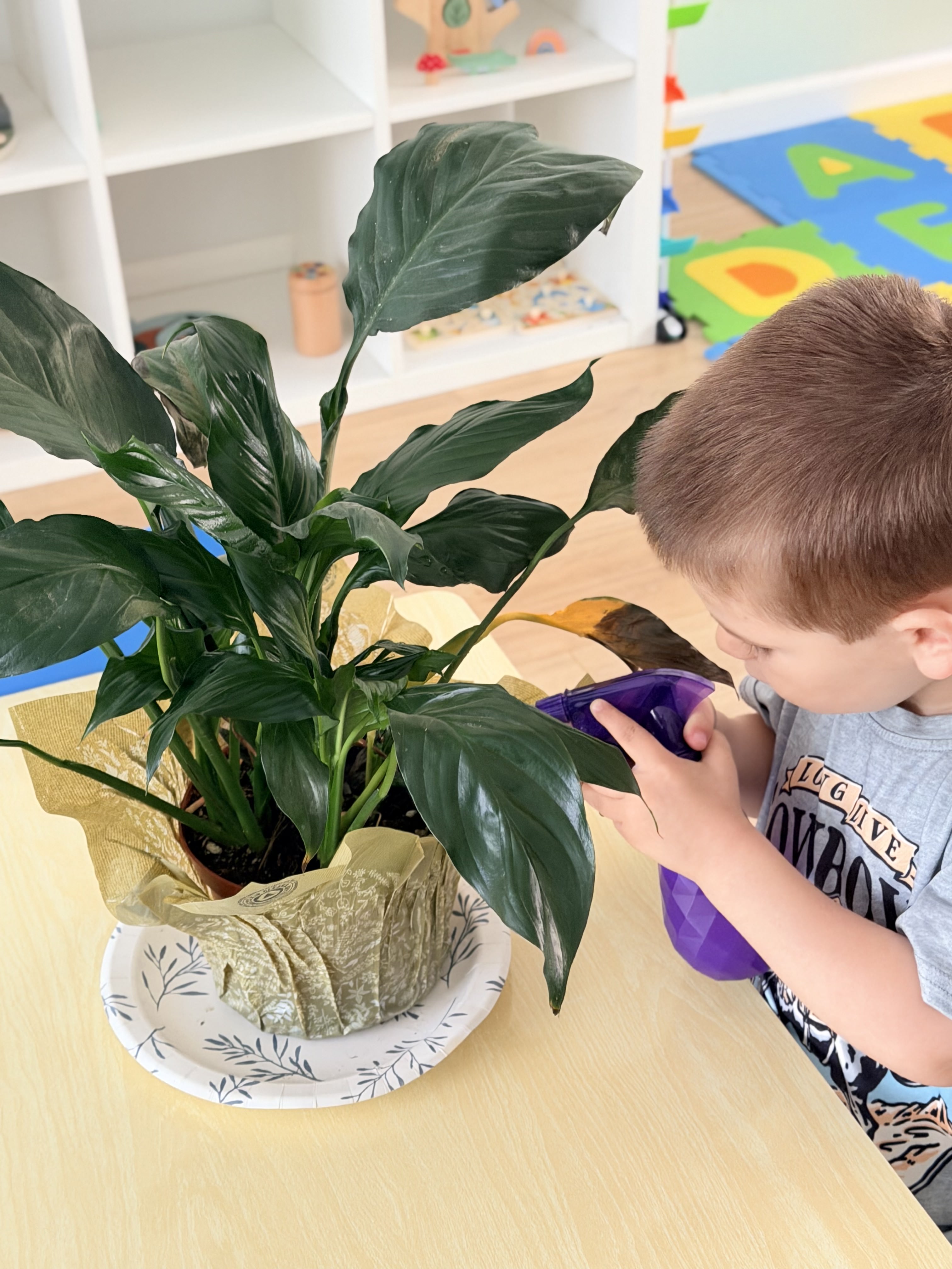 Boy caring for our classroom plant